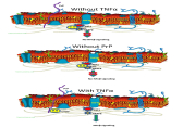 Chinese Researchers Reveal the Function of Prion Protein in Tumorigenesis.jpg