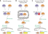 TBK1-IRF3 signaling and its blockade by SNSs or HNSs.jpg