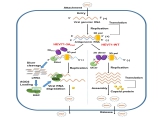 Model for the induction and suppression of antiviral RNAi by HEV71 in mammals.jpg