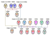 Genesis of the H5N6 avian influenza virus. Image by CUI Jie.jpg