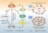 A proposed model for WhiB6-mediated modulation of disease dissemination and maintenance of granulomas.jpg